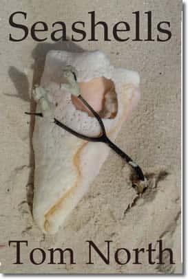 Seashells by Tom North