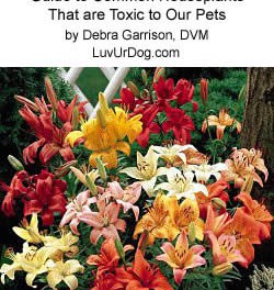 Guide to Common Houseplants that are Toxic to Our Pets