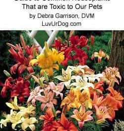 Guide to Common Houseplants that are Toxic to Our Pets