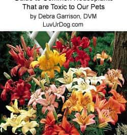 Guide to Common Houseplants that are Toxic to Our Pets