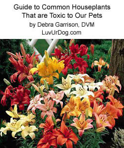 Guide to Common Houseplants that are Toxic to Our Pets
