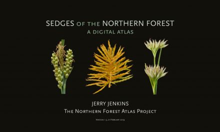 Sedges of the Northern Forest – A Digital Atlas